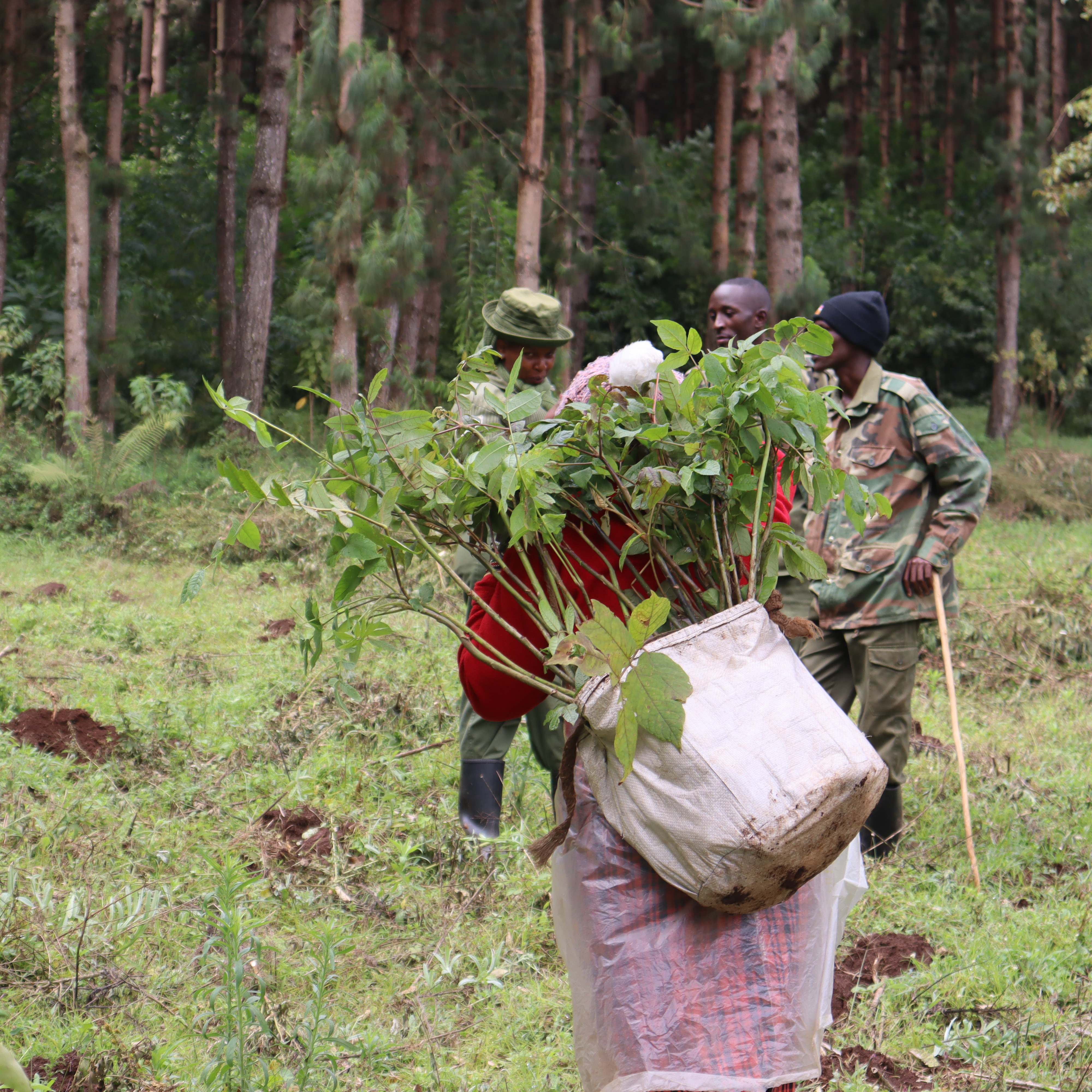 A woman distributing tree seedlings for planting at Uplands Forest, Kiambu County.